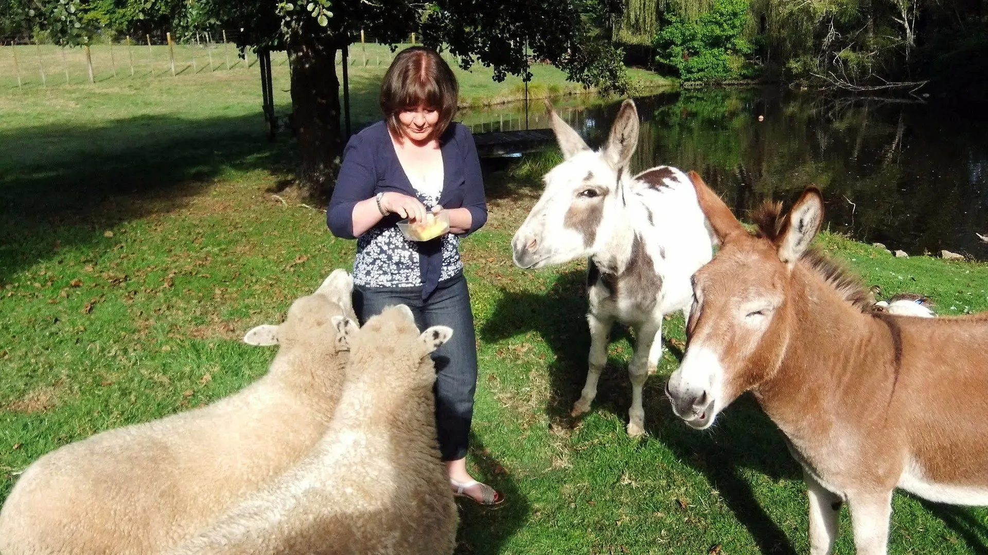 Mokoia Downs B&B Rotorua New Zealand
